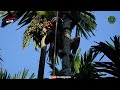 areca nut harvesting betel nut harvesting supari farming