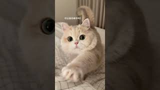 【#薄荷猫猫甜不甜】