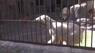 マルルの元気なプール遊び（20130928 円山動物園）