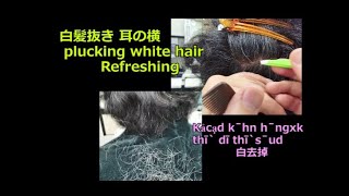 白髪抜き 耳の横  plucking white hair　Refreshing ! Kảcạd k̄hn h̄ngxk thī̀ dī thī̀s̄ud　　　白去掉