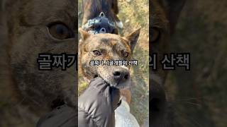 겨울 시골 골짜기 개들의 산책#카이견 #카이견믹스 #진도개#진도믹스#강아지 #dog#믹스견#유기견 #유기견입양 #사지말고입양하세요