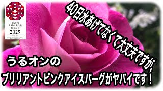 ４０日間水やりしていない他のうるオンプランターのバラ達は元気ですがブリリアントピンクアイスバーグだけ何故か違います。原因を究明するためにうるオンプランターのブリリアントピンクアイスバーグを解体しました