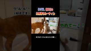 猫多頭飼いのお見送りルーティン　#shorts