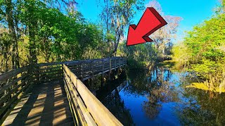 Lettuce Lake Park Boardwalk Tampa Florida Walking Tour