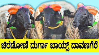 ಚಿರಡೋಣಿ ದುರ್ಗಾ ಬಾಯ್ಸ್ ದಾವಣಗೆರೆ | Kiran Kannadiga | Karnataka sheeps | Tagaru