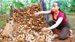 Harvesting Larvae and Pupae from tree trunks goes to the market sell - Daily life