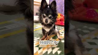 【チワワ】我が家のシニア犬の座り方がコレ#shorts #犬動画#dog