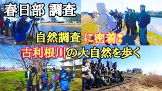 春日部「🚶‍♀️自然環境調査に密着しました」45人 古利根川の自然を歩く「生態系保護協会はこんな活動💚をしています」古利根川自然│古利根川鳥│kasukabe│japan│埼玉県生態系保護協会