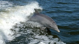 Dauphins avec de  magnifique saut