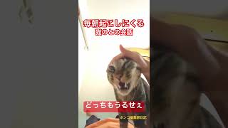 うるさすぎる猫と飼い主のモーニングルーティーン