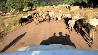 Cows in Front of us in Chukudum, Sudan