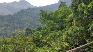 Sound of Ponmudi Forest.  Ponmudi Hills