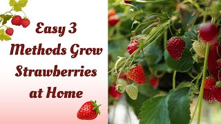 How to Grow Juicy Strawberries at Home - 3 Easy Methods and 10 Benefits