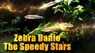 Zebra Danio The Speedy Stars of Your Aquarium!