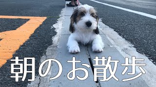 【散歩】プチバセの子犬の朝は早い