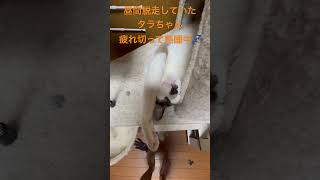 脱走対策進行中！本日もやられました😭#ねこ #cat #猫のいる暮らし #脱走