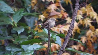 舞岡公園のニシオジロビタキ　その４（4K60P動画）