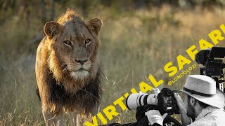 Intense Lion Fight Over Carcass- Virtual Safari #153