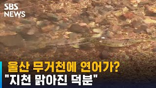 지류인 무거천에도 연어 등장…\