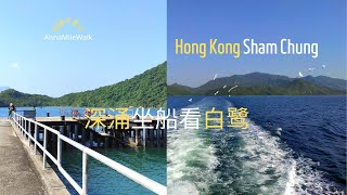 深涌坐船到馬料水🛳️吹海風看白鷺，小確幸！#深涌 馬料水#白鷺#坐船#深涌灣#假日好去處#親子好去處