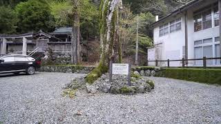 巨樹名木探訪　　大豆生八幡神社のムクロジ 　木の情報発信基地　P2270320