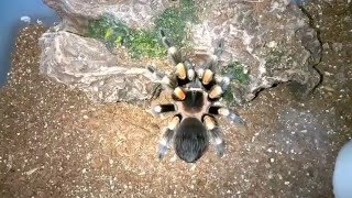 Brachypelma smithi Husbandry