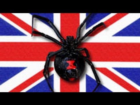 Black Widow And Her 100 Babies Terrorize U.K. Factory - YouTube