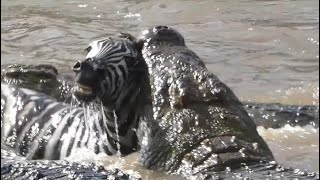 Crocodile Pack Eating A Zebra Alive at Mara River | The River of Life and Death