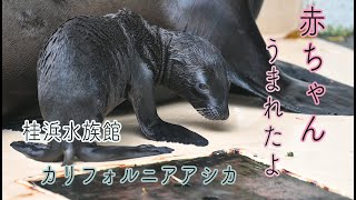 カリフォルニアアシカの赤ちゃん　生まれたよ！　桂浜水族館