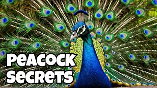 The Majestic World of Peacocks, Nature's Colorful Marvels | ময়ূর সম্পর্কে অজানা কিছু তথ্য |