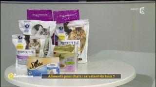 Aliments pour chats : se valent-ils tous ? - La Quotidienne