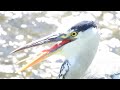 サギ類の下の形　舌骨　アオサギgrey heron（青鷺、蒼鷺、ardea cinerea）鳥綱ペリカン目サギ科アオサギ属　dscn2015