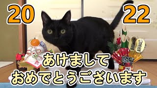 【2022年】あけましておめでとうございます！【保護猫ロコちゃん】