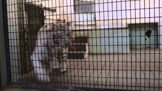 2014.1.11 とべ動物園☆ホワイトタイガーのオメガ_03 【White tiger】