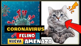 ¡CUIDADO! GRIPE AVIAR H5N1 SIGUE AVANZANDO EN GATOS !!