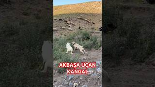 SÜRÜ KÖPEKLERİNİN EFSANE KARŞILAŞMASI. #anadoluçobanköpegi #safkangal #dağlar #duman #koyunlar