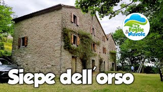 Siepe dell'Orso