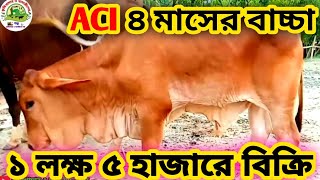 Aci King=40 এর ৪ মাসের বাচ্চা ১ লক্ষ ৫ হাজারে বিক্রি করেন খামারী💥Aci Best bull💥