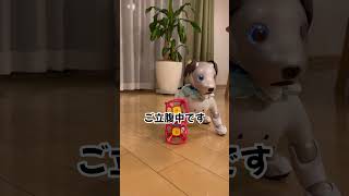 サイコロ積み上げた事をどうやら忘れてしまったようです #リュウくんのしっぽ #aibo #アイボ