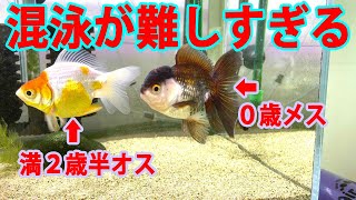 金魚の買い足し、混泳の大失敗…実際に起きたトラブル３例