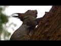 悲鳴のようなエゾリスの鳴き声