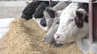 How Does Beef Reach Your Plate?