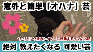 第131わん「愛犬に教えたい人気の可愛いトリック（芸）」