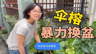 「山乌龟」露养就是可以为所欲为｜伞榕｜山乌龟的园艺记录