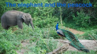 The elephant and the peacock