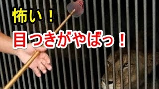 恐ろしいライオン　ライオン餌やり　目つきヤバっ！　日立市かみね動物園