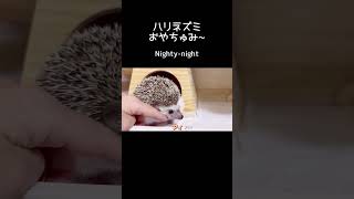 ハリネズミおやちゅみ　　　　　           Nighty-night / #hedgehog#ハリネズミ#shorts#cutest hedgehog