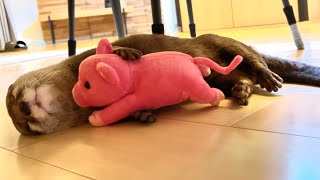 カワウソさくら ぬいぐるみ抱っこしながら寝てしまったカワウソ otter who fell asleep while holding a stuffed animal