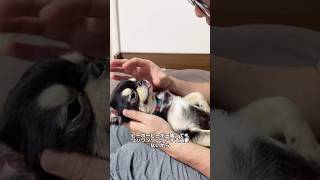 怒られワンコ　#チワワ #犬のいる暮らし #怒られる犬 #shorts