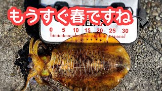 【ヤエン釣り】そろそろ、このサイズが飛び出す季節になりました🦑